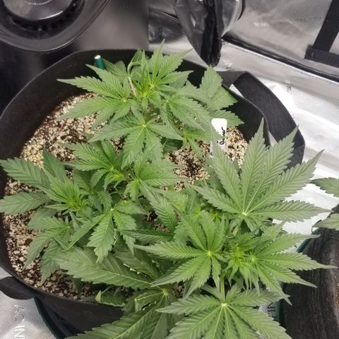 Bruce Banner growlog photo: LST  finished . Seems to be about ready to flower 😀