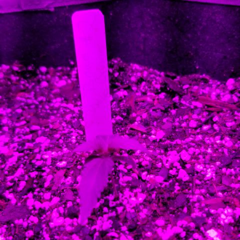 Bruce Banner Autoflower  growlog photo: Last day under blue and read . Getting ready to be moved into big tent tomorrow .