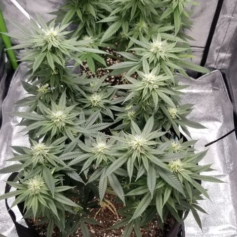GMOxRootbeer #1 growlog timeline photo