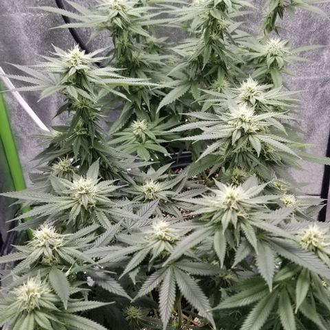GMO x Rootbeer #2 growlog timeline photo