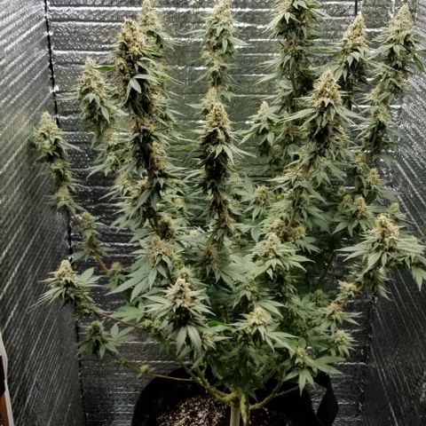 Critical Cheese growlog photo: Day 1 of flush 