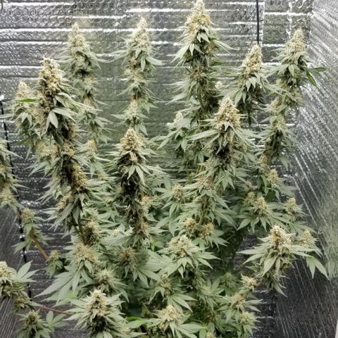 Critical Cheese growlog photo: Day 1 of flush 