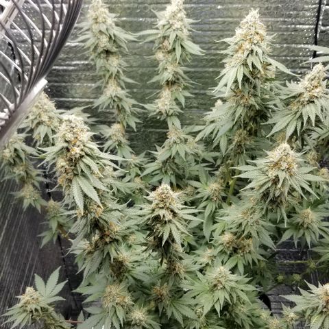 Critical Cheese growlog photo: Day 1 of flush 