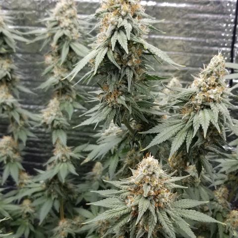 Critical Cheese growlog photo: Day 1 of flush 