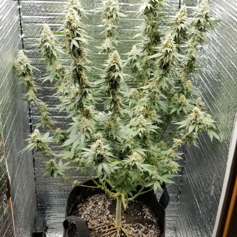 Critical Cheese growlog photo: Day 1 of flush 