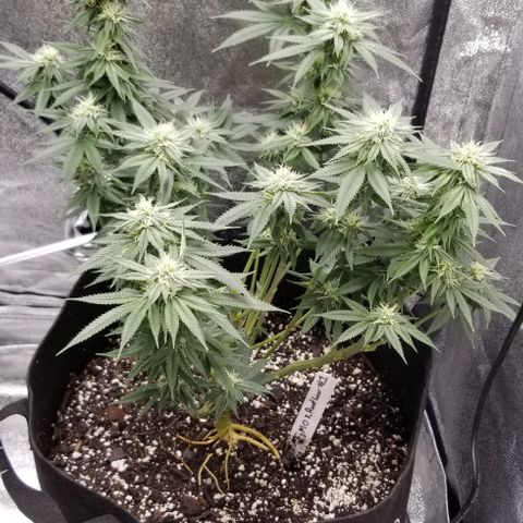 GMOxRootbeer #1 growlog timeline photo
