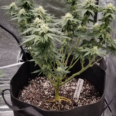 GMOxRootbeer #1 growlog timeline photo