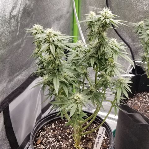 GMO x Rootbeer #2 growlog timeline photo