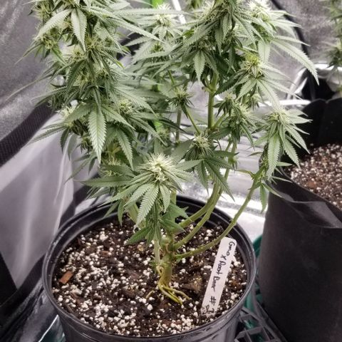 GMO x Rootbeer #2 growlog timeline photo