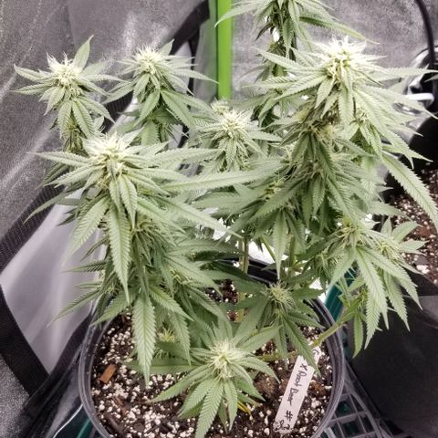 GMO x Rootbeer #2 growlog timeline photo