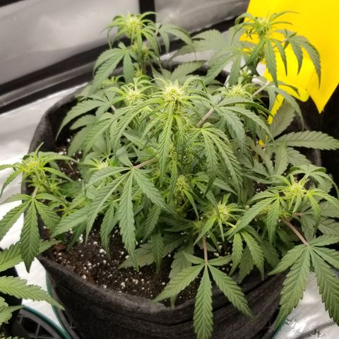 Gods Gift Autoflower growlog photo: 🙁