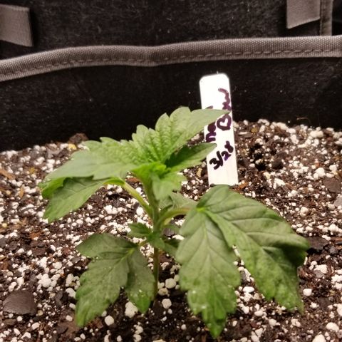 Moonbow growlog photo: Repotted into 3 gallon cloth pots 