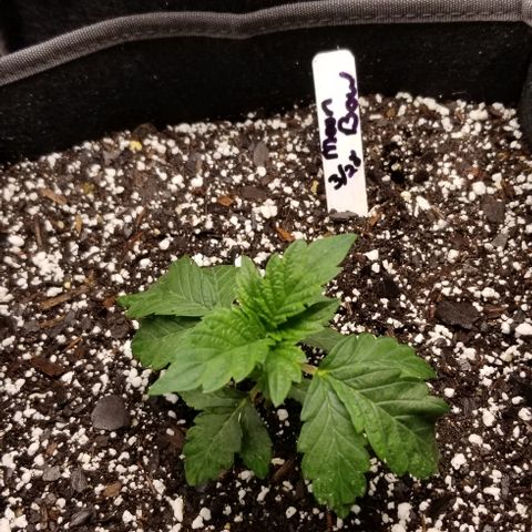 Moonbow growlog photo: Repotted into 3 gallon cloth pots 