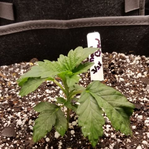 Moonbow growlog timeline photo