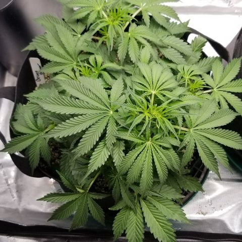 Bruce Banner growlog timeline photo