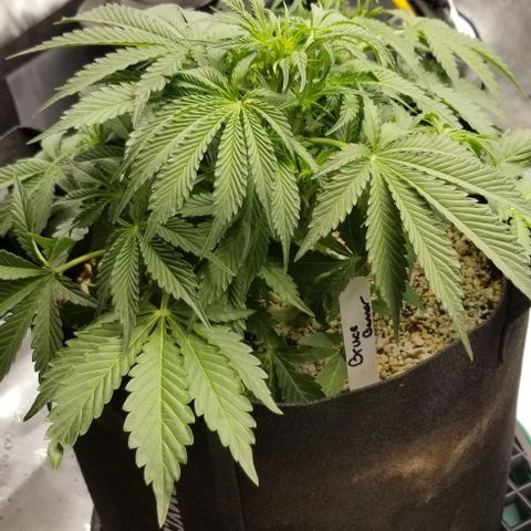 Bruce Banner growlog timeline photo
