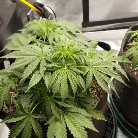 Bruce Banner growlog timeline photo