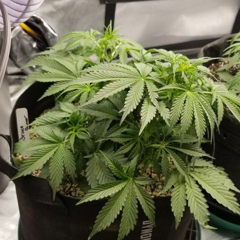 Bruce Banner growlog timeline photo