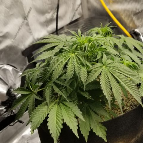 Bruce Banner growlog timeline photo