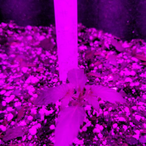 Bruce Banner Autoflower  growlog timeline photo