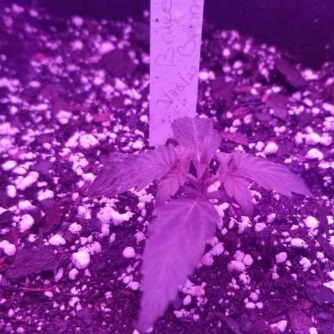 Bruce Banner Autoflower  growlog timeline photo
