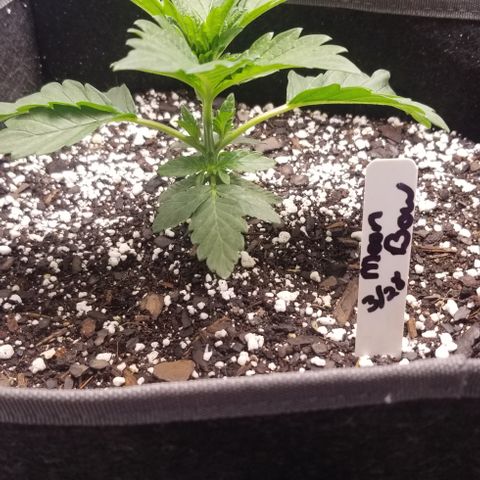 Moonbow growlog timeline photo