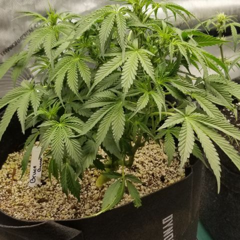 Bruce Banner growlog timeline photo