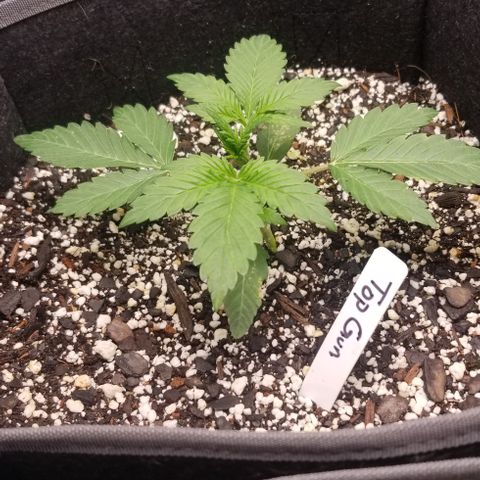Top Gun growlog timeline photo