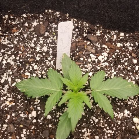 Bruce Banner Autoflower  growlog timeline photo