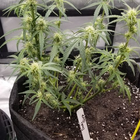 Gods Gift Autoflower growlog timeline photo