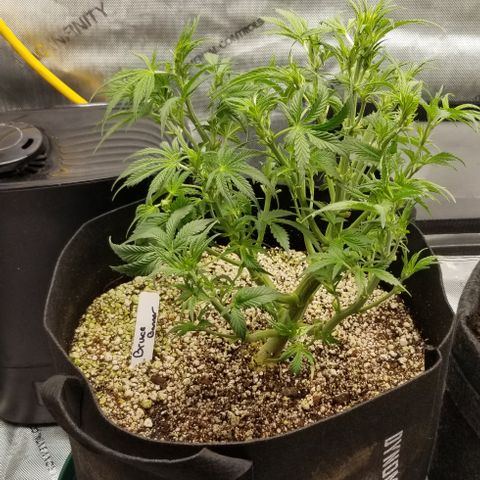 Bruce Banner growlog photo: Defoliation to get that light penetration 