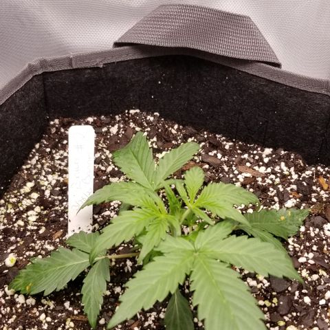 Bruce Banner Autoflower  growlog timeline photo