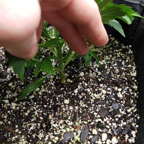 Top Gun growlog timeline photo