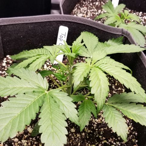 Top Gun growlog timeline photo