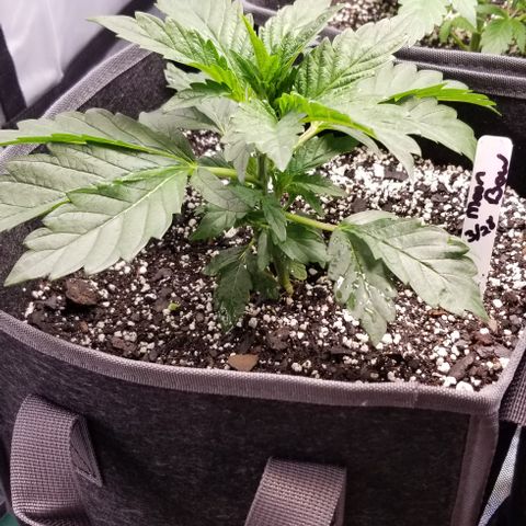 Moonbow growlog timeline photo
