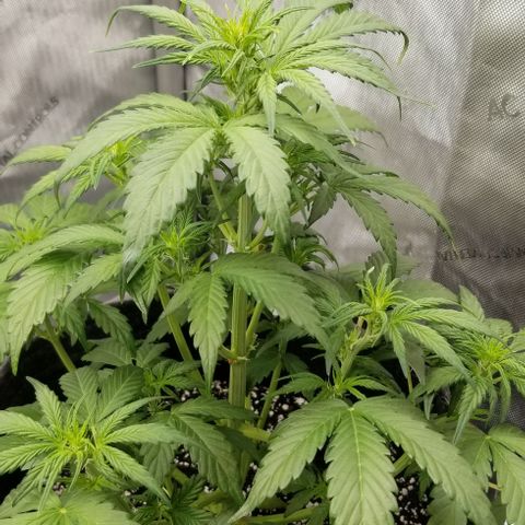 Toof Decay x Forum Stomper  growlog timeline photo