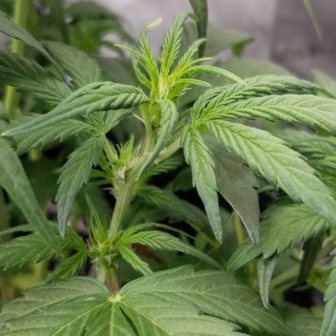 Toof Decay x Forum Stomper  growlog timeline photo