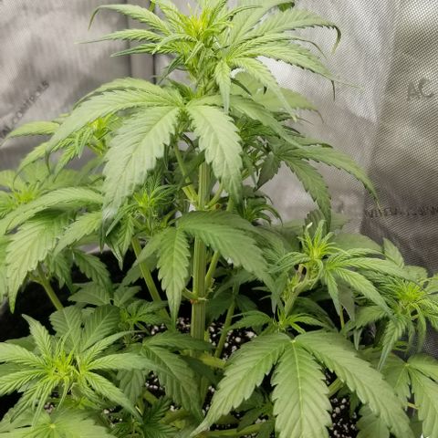 Toof Decay x Forum Stomper  growlog timeline photo