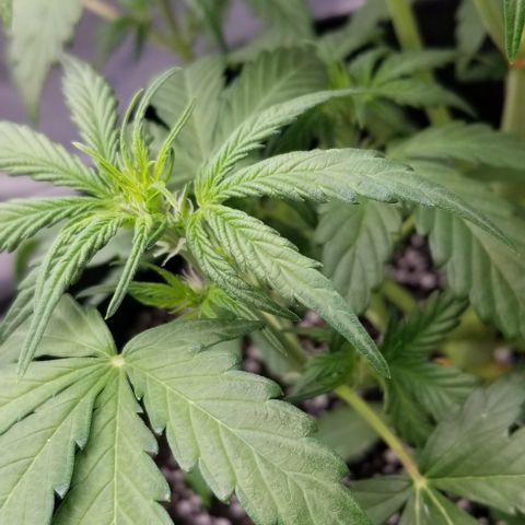 Toof Decay x Forum Stomper  growlog timeline photo
