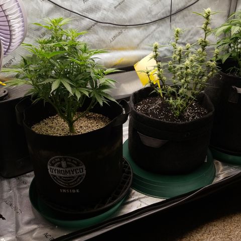 Bruce Banner growlog timeline photo