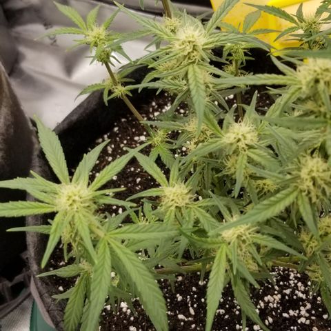 Gods Gift Autoflower growlog timeline photo