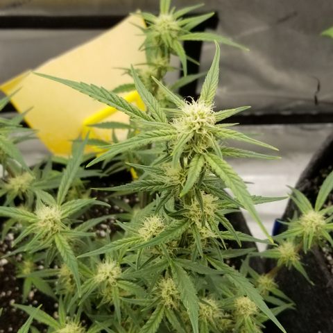 Gods Gift Autoflower growlog timeline photo