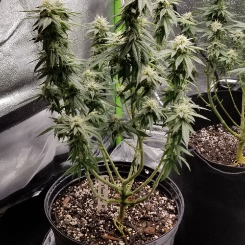 GMO x Rootbeer #2 growlog timeline photo
