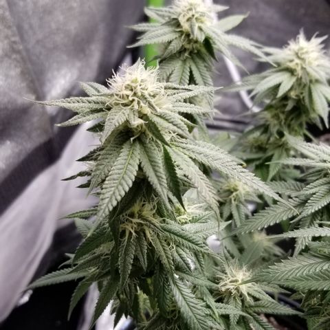 GMO x Rootbeer #2 growlog timeline photo