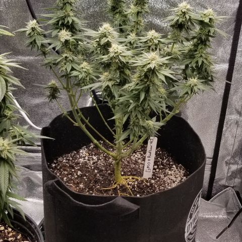 GMOxRootbeer #1 growlog timeline photo