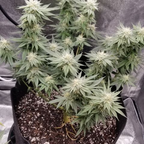 GMOxRootbeer #1 growlog timeline photo