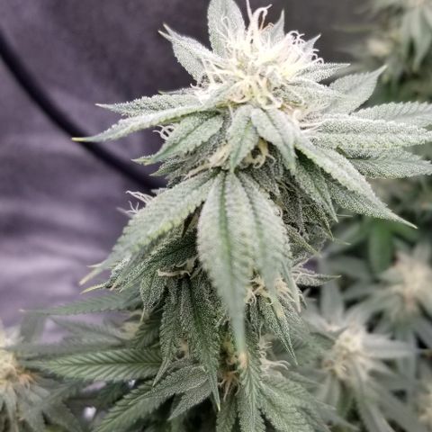 GMOxRootbeer #1 growlog timeline photo