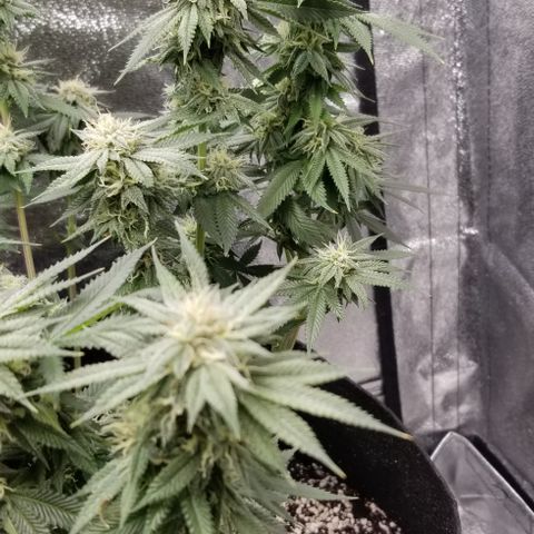 GMOxRootbeer #1 growlog timeline photo