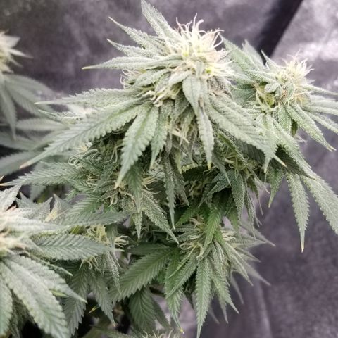 GMOxRootbeer #1 growlog timeline photo
