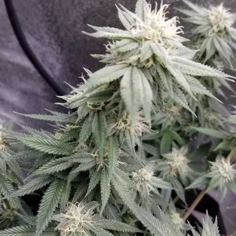 GMOxRootbeer #1 growlog timeline photo